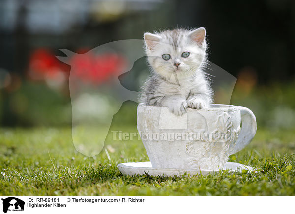 Highlander Kitten / RR-89181