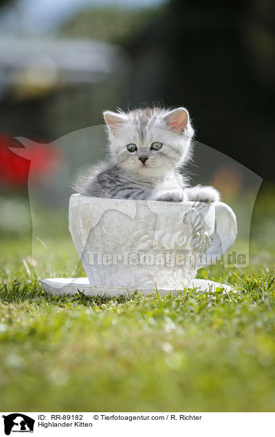 Highlander Kitten / RR-89182