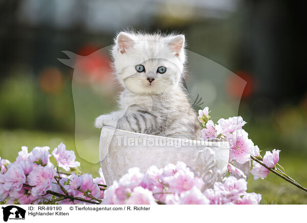 Highlander Kitten / RR-89190