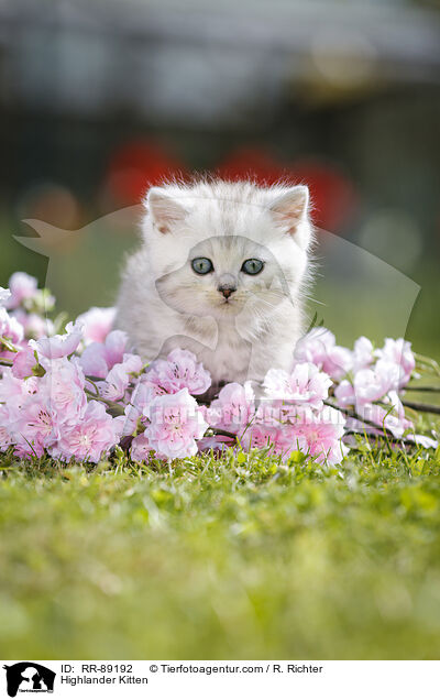 Highlander Kitten / RR-89192