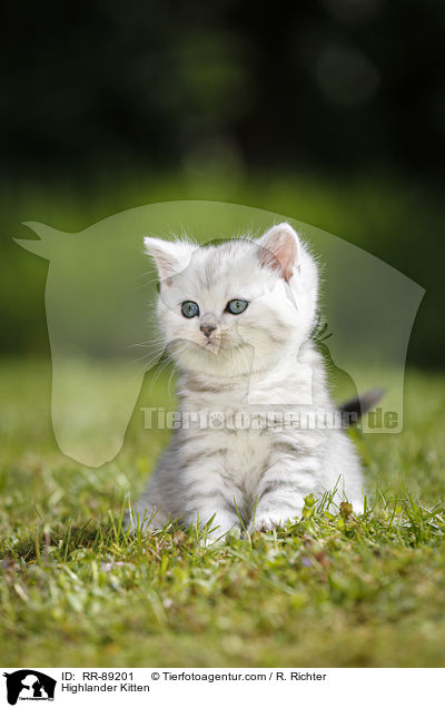 Highlander Kitten / RR-89201