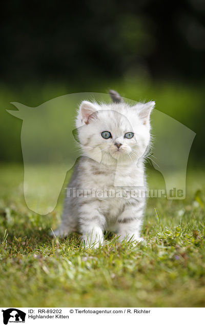 Highlander Kitten / RR-89202