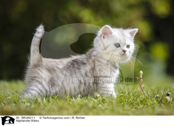 Highlander Kitten / RR-89211