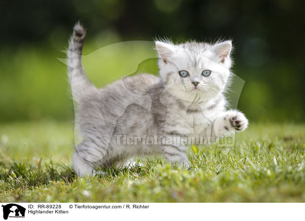 Highlander Kitten / RR-89228