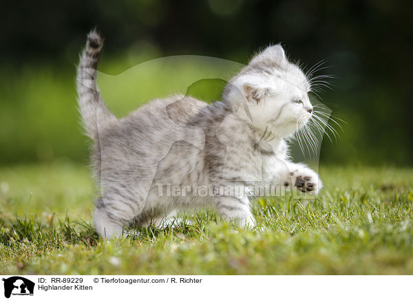 Highlander Kitten / RR-89229
