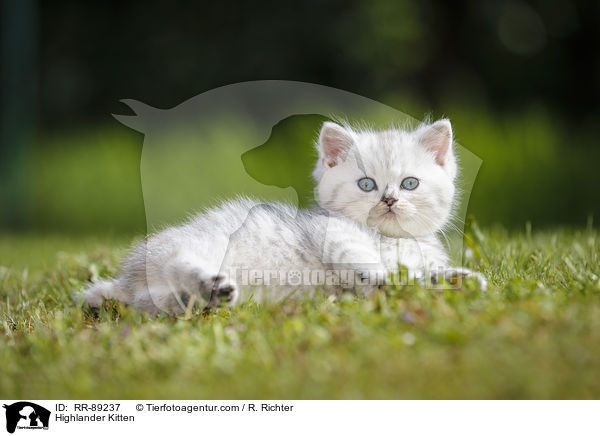 Highlander Kitten / RR-89237