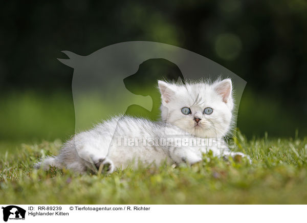 Highlander Kitten / RR-89239