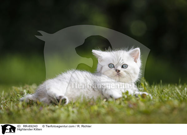 Highlander Kitten / RR-89240