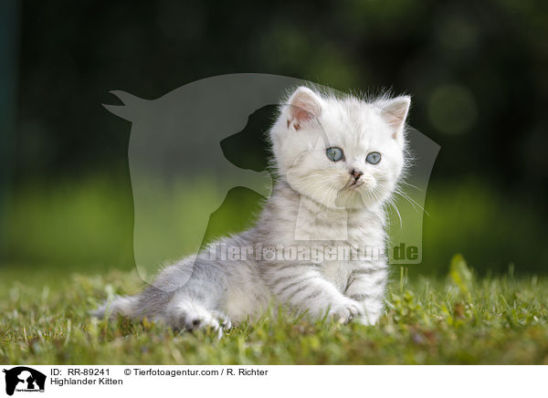 Highlander Kitten / RR-89241