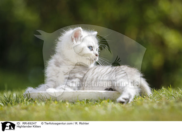 Highlander Kitten / RR-89247