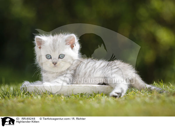 Highlander Ktzchen / Highlander Kitten / RR-89248
