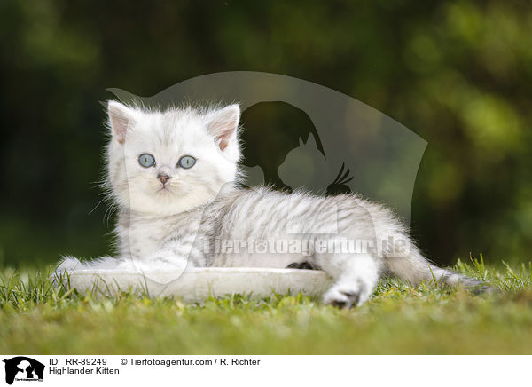 Highlander Kitten / RR-89249