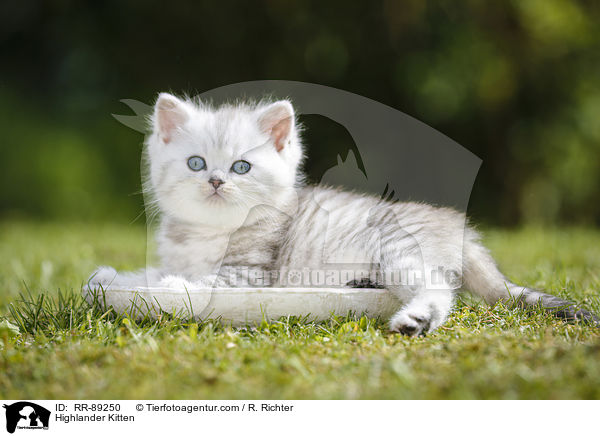 Highlander Kitten / RR-89250