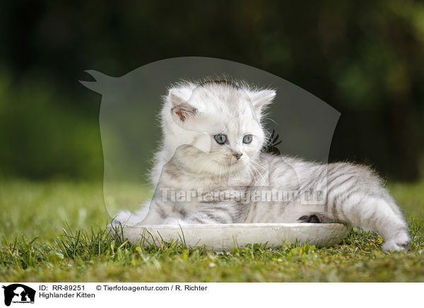 Highlander Kitten / RR-89251