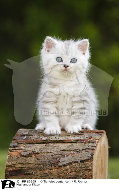 Highlander Kitten / RR-89255