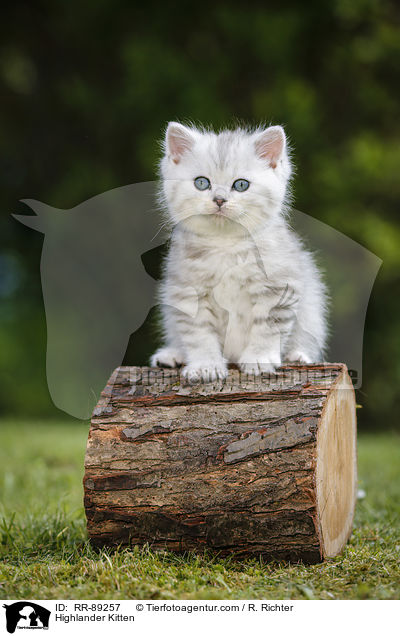 Highlander Kitten / RR-89257