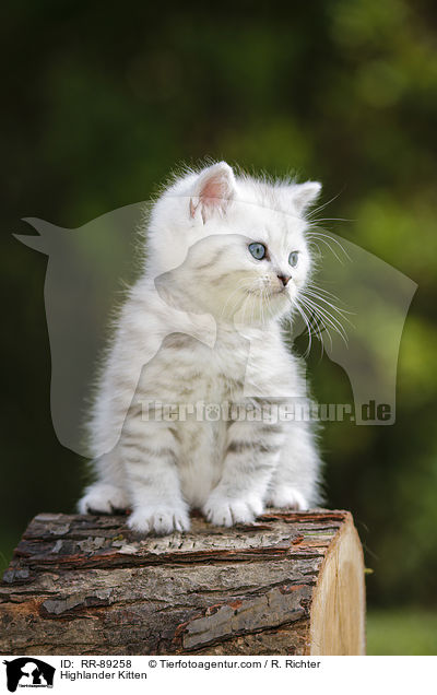 Highlander Kitten / RR-89258