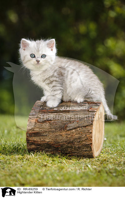 Highlander Kitten / RR-89259