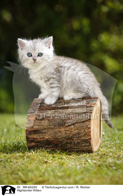 Highlander Kitten / RR-89260