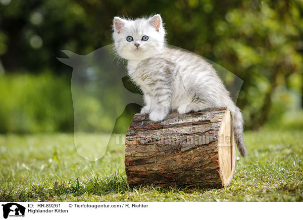 Highlander Kitten / RR-89261