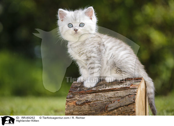 Highlander Kitten / RR-89262