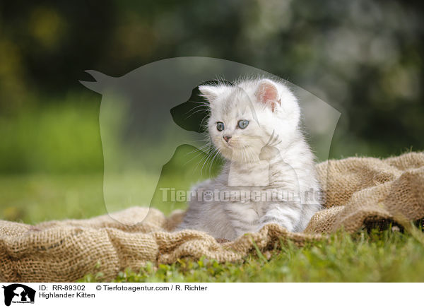 Highlander Kitten / RR-89302