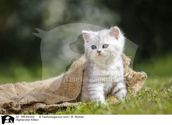 Highlander Ktzchen / Highlander Kitten / RR-89304
