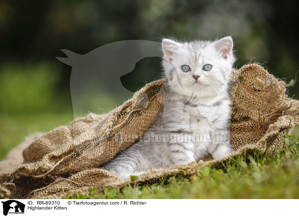 Highlander Kitten / RR-89310