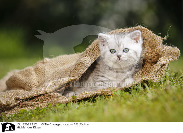 Highlander Kitten / RR-89312