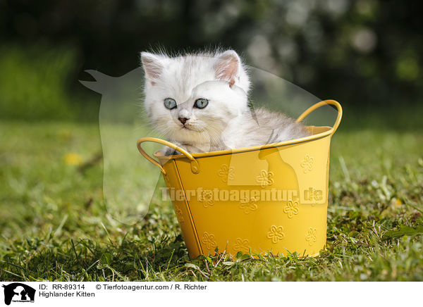 Highlander Kitten / RR-89314