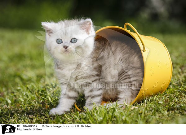 Highlander Kitten / RR-89317