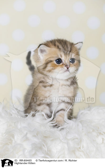 Highlander Kitten / RR-89465