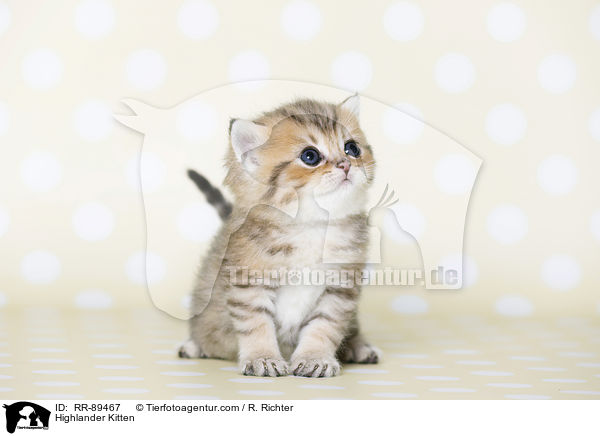 Highlander Kitten / RR-89467