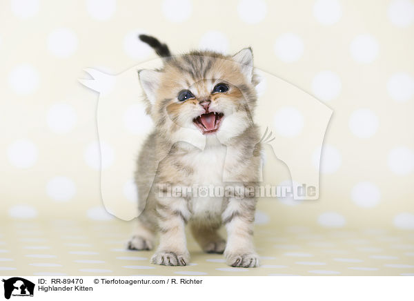 Highlander Kitten / RR-89470