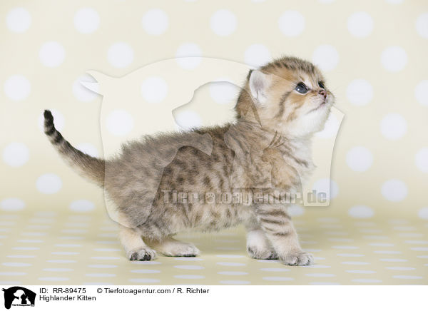 Highlander Kitten / RR-89475