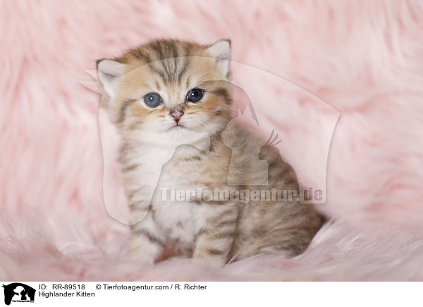 Highlander Kitten / RR-89518