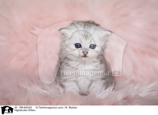 Highlander Kitten / RR-89526