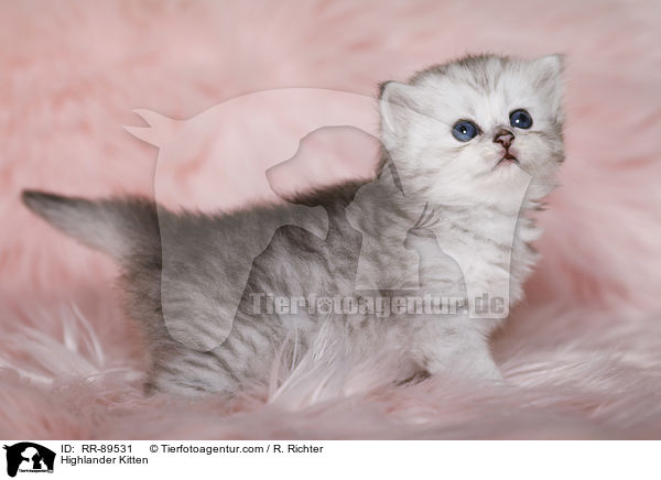 Highlander Ktzchen / Highlander Kitten / RR-89531