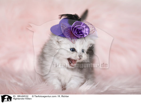 Highlander Kitten / RR-89532