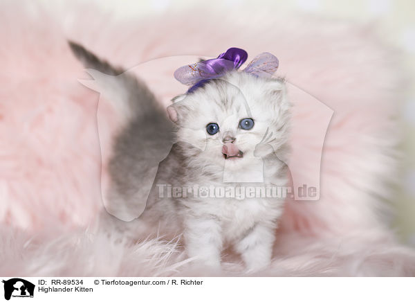 Highlander Kitten / RR-89534