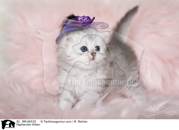 Highlander Kitten / RR-89535