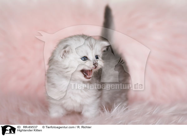 Highlander Kitten / RR-89537