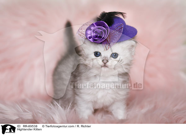 Highlander Kitten / RR-89538