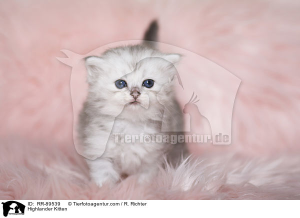 Highlander Ktzchen / Highlander Kitten / RR-89539