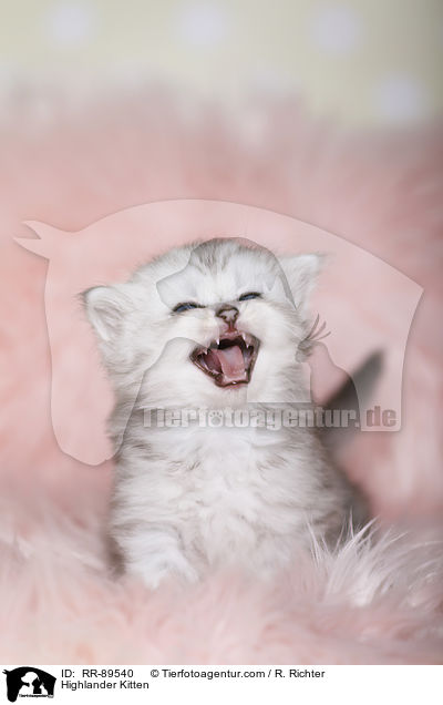 Highlander Kitten / RR-89540