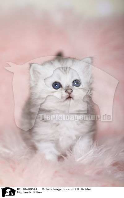 Highlander Ktzchen / Highlander Kitten / RR-89544