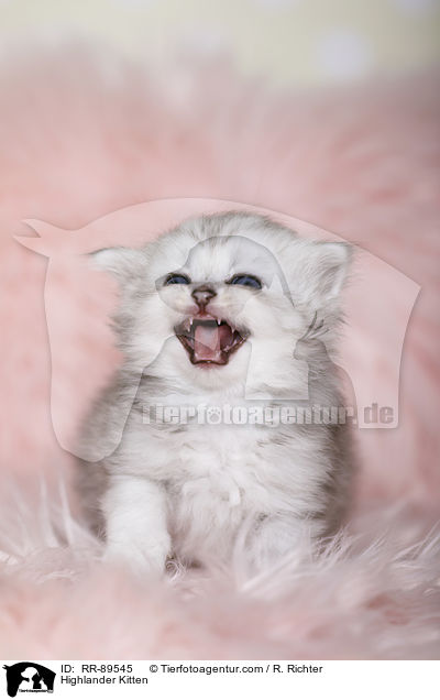 Highlander Kitten / RR-89545