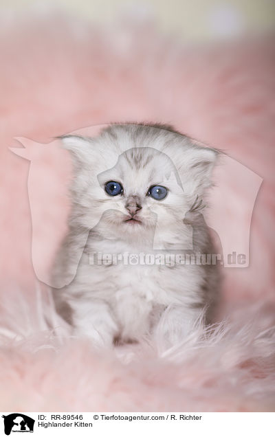 Highlander Ktzchen / Highlander Kitten / RR-89546