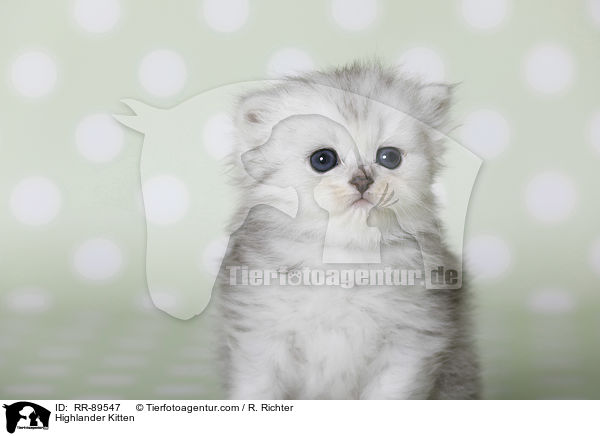 Highlander Kitten / RR-89547