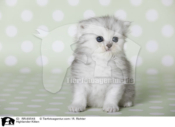 Highlander Kitten / RR-89548